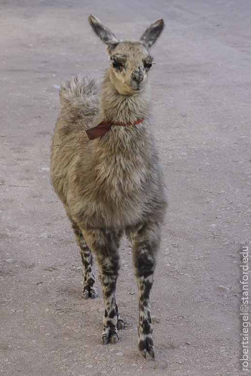 llama